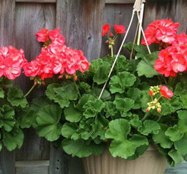 Hangings Plants