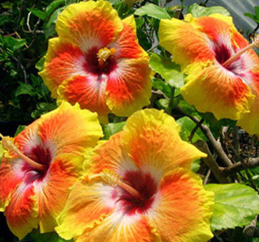 Hibiscus Plants
