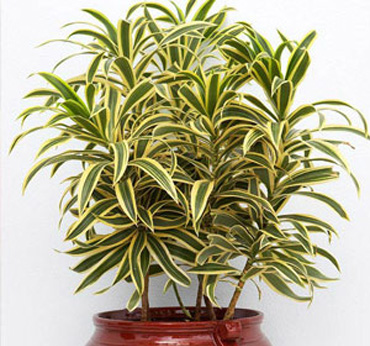 Indoor Plants