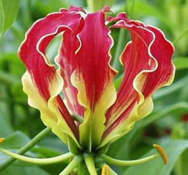 Medicinal and herbal plants