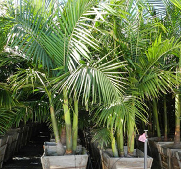 Palms Plants