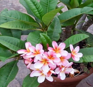 Plumeria varieties