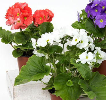 Potted plants