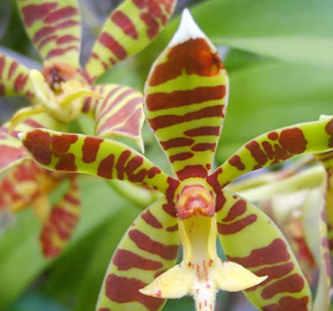 Rare Plants