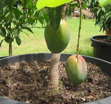 Ready made plants