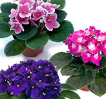 Seasonals plants