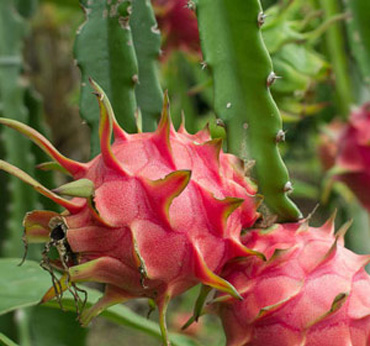 Dragon Fruit Plants