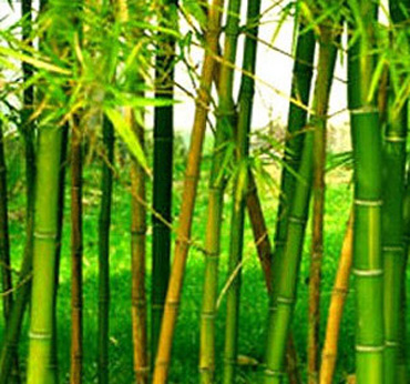 Bamboos Plants