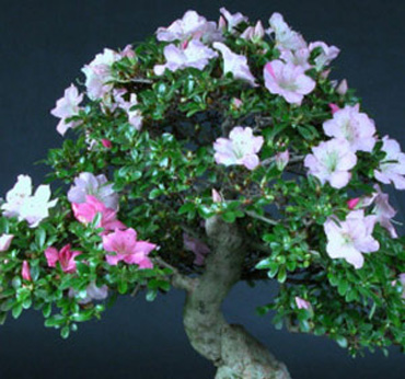 Bonsai Plants
