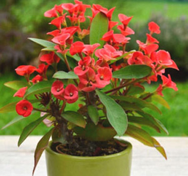 Euphorbia Plants