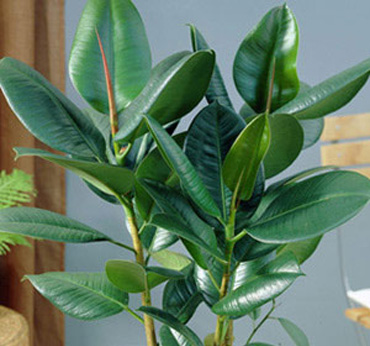 Ficus varieties